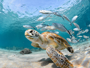 Hurtigruten Expeditions poursuit son essor avec de nouvelles croisières d'exception à la découverte des Galápagos