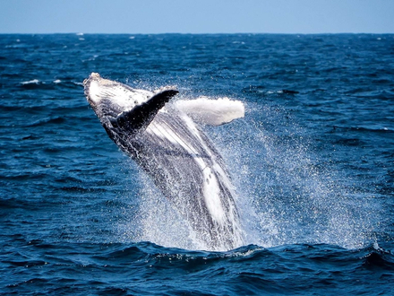 Baleine à bosse au large du Costa Rica