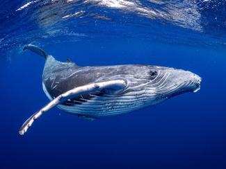 Saison des baleines : où les observer ?