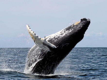 Baleine grise, Baja