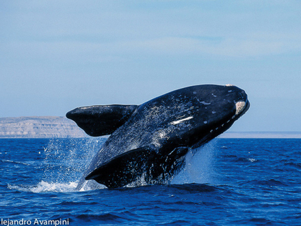 Baleine franche australe