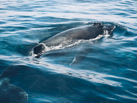 Mayotte, Île de La Réunion Mayotte, Île de La Réunion