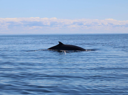 Rorqual de Minke, Polynésie Française Rorqual de Minke, Polynésie Française