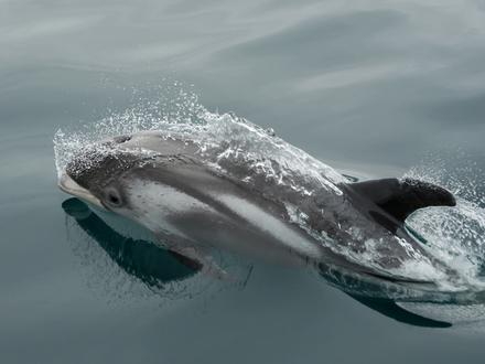 Dauphin à bec blanc de Reyjavik Dauphin à bec blanc de Reyjavik