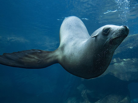 Otarie, Seattle Otarie, Seattle