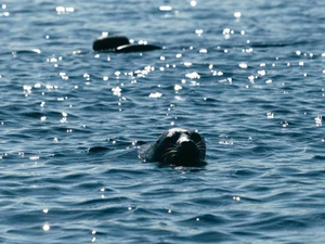 En Finlande, la bataille pour sauver les phoques les plus menacés au monde