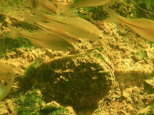  Biodiversité: au secours de la grande mulette, en voie de disparition