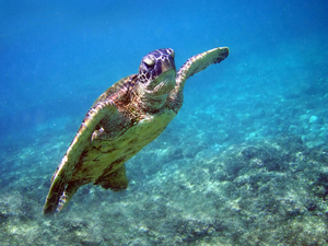 Corse: afflux exceptionnel de tortues marines, saturation des sites de soin