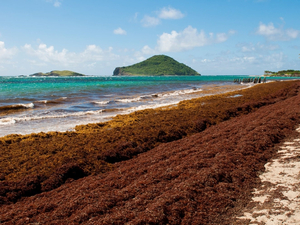 De nombreux radeaux de sargasses se dirigent vers les Antilles