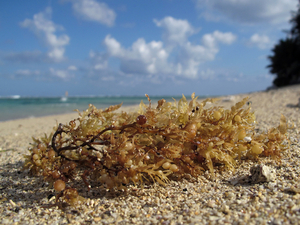 Un deuxième plan Sargasses d'ici fin 2021