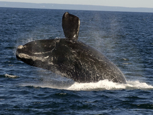 Les navires en excès de vitesse menacent les baleines noires de l'Atlantique nord