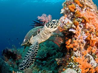 Le corail en 5 questions