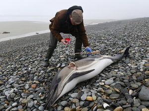 Echouages de cétacés sur le littoral français: du mieux pendant l'hiver 