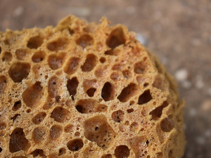 Des structures d'éponge sont peut-être la plus vieille forme de vie animale