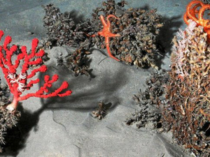 Un observatoire au large de la Bretagne pour étudier les coraux d'eau froide