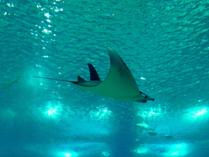 Congrès mondial de la nature : les projets phares en biodiversité marine à l'Ifremer