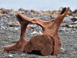 Egypte: découverte du fossile d'une nouvelle espèce de baleine amphibienne
