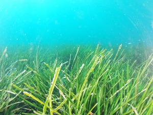 La posidonie, trésor écologique sous-marin comparable aux forêts tropicales