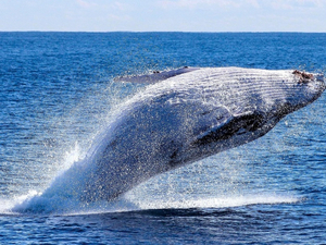 Stressées par les touristes, les baleines? En Islande, des scientifiques sondent leur souffle