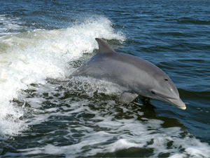 Menacé, le grand dauphin sous étroite surveillance en Méditerranée