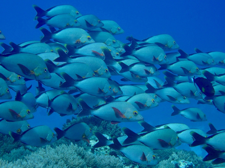 Parc naturel de Tubbataha