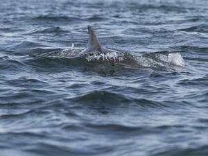 Infrastructures maritimes: mimer la nature pour préserver la biodiversité