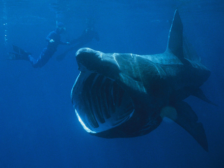 Le requin-pèlerin  Le requin-pèlerin
