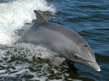 Le grand dauphin