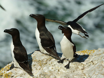 Le pingouin torda Le pingouin torda