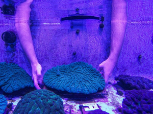  En Floride, un laboratoire tente de sauver les coraux d'une mystérieuse maladie