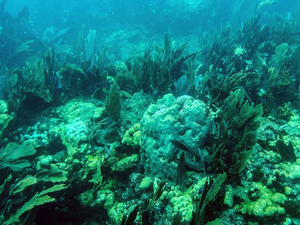 Disparition de 14% du corail dans le monde entre 2009 et 2018