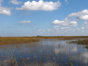 Le marécage des Everglades, un joyau de Floride menacé par le changement climatique