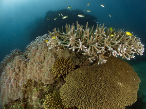 En Egypte, les coraux perdent leurs couleurs et le monde une protection