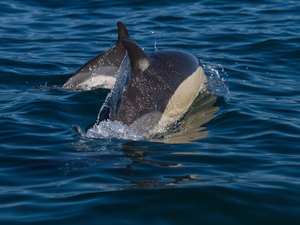 La COP15 biodiversité s'ouvre lundi en virtuel depuis la Chine