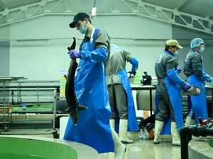 La Transdniestrie et ses poissons aux oeufs d'or