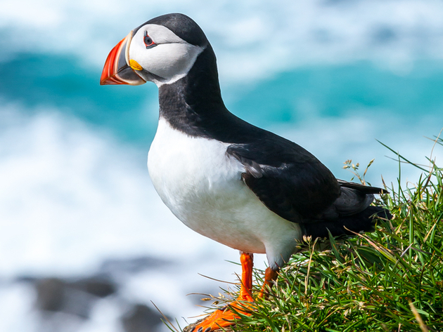 La réserve d'oiseaux de mer des Sept-Îles abritent des espèces telles que les macareux moines. Nautisme Article