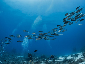 La COP15 biodiversité s'ouvre depuis la Chine