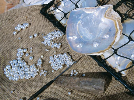 Découvrez comment les perles sont cultivées lors d'une visite des fermes perlières. 