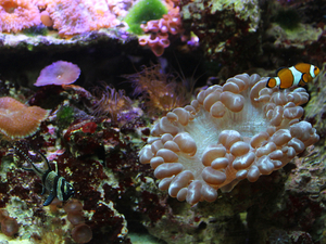 France: Emmanuel Macron fait de l'exploration des grands fonds marins une priorité de France 2030