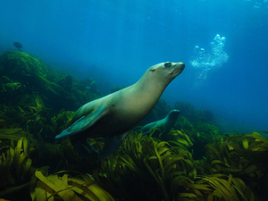 Mexique: une colonie d'otaries en rébellion contre leur extinction