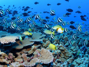 La première partie de la COP15 biodiversité prend fin