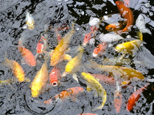 Deux gigantesques passes à poissons vont se construire sur le Rhin