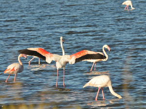 Le tombolo de Giens : paradis des oiseaux