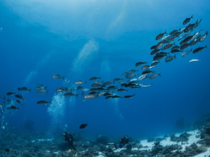 «L'odyssée sensorielle» : une bouffée de nature en images, son et odeurs