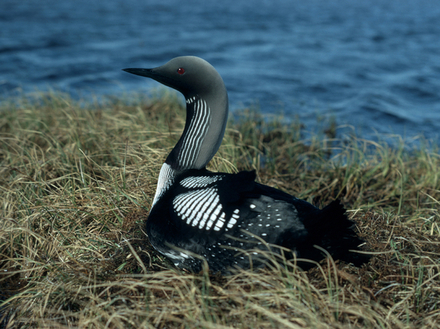 Le Plongeon arctique