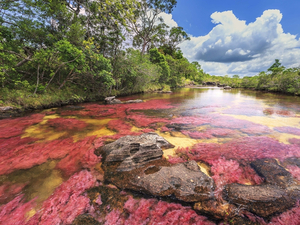 Caño Cristales, la rivière arc-en-ciel