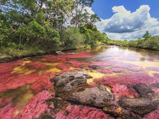 Caño Cristales, la rivière arc-en-ciel