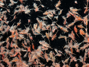 Le plancton, petite créature océanique à l'impact colossal