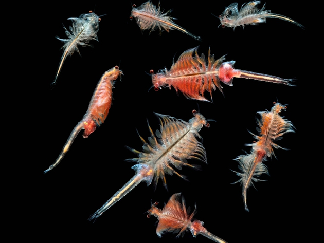 Le plancton rassemble les espèces aquatiques entraînées par le courant, animales comme des méduses pour le zooplancton et végétales comme les algues pour le phytoplancton, ainsi que des bactéries et des virus Nautisme Article