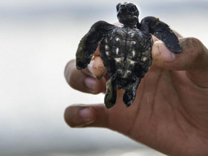Panama : la saison des éclosions des oeufs de tortue a commencé 